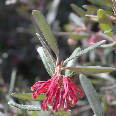 Grevillea irrasa unspecified picture