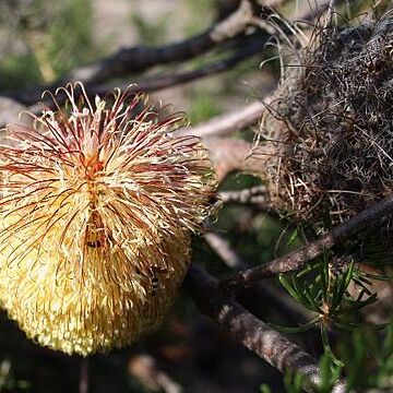 Banksia scabrella unspecified picture