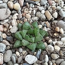 Haworthia reticulata var. hurlingii unspecified picture