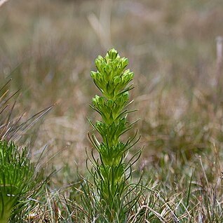 Gentianella thyrsoidea unspecified picture