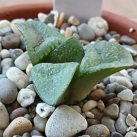 Haworthia pygmaea var. dekenahii unspecified picture