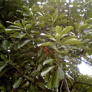 Lithocarpus unspecified picture