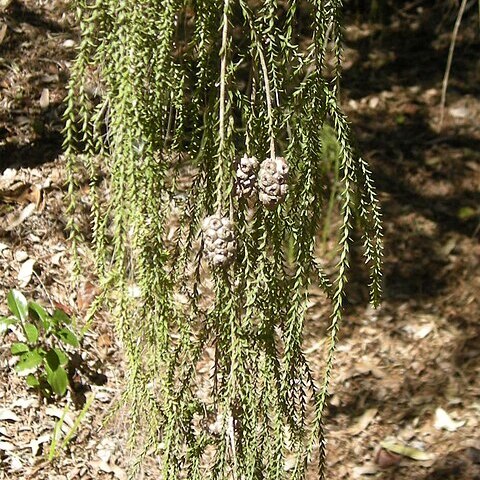 Melaleuca irbyana unspecified picture