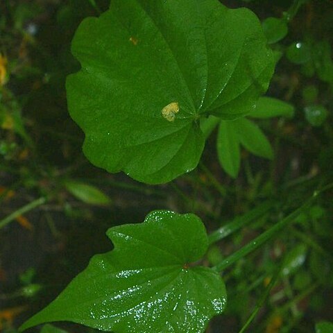 Dioscorea nipponica unspecified picture