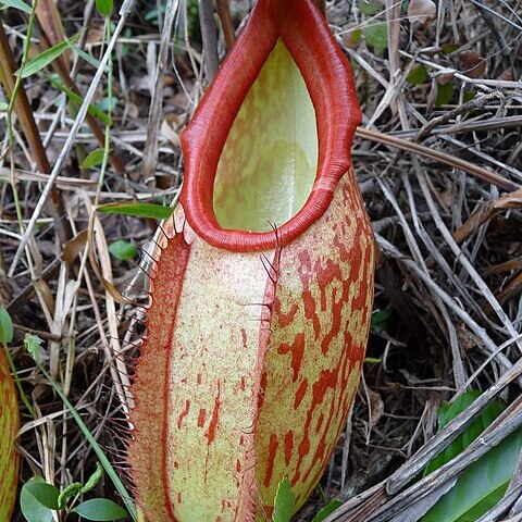 Nepenthes holdenii unspecified picture