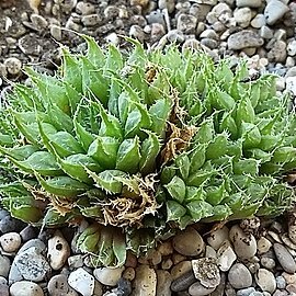 Haworthia rossouwii var. elizeae unspecified picture