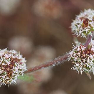 Chorizanthe cuspidata unspecified picture