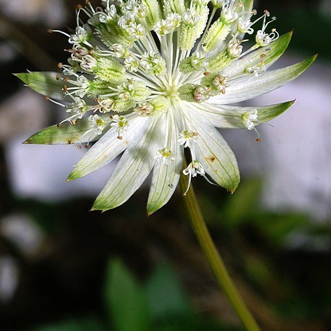 Astrantia bavarica unspecified picture