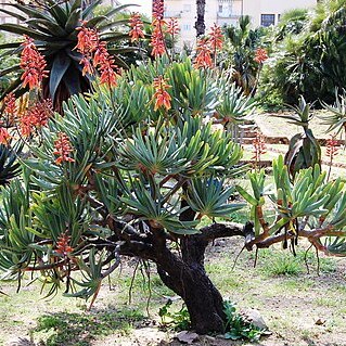 Aloe plicatilis unspecified picture