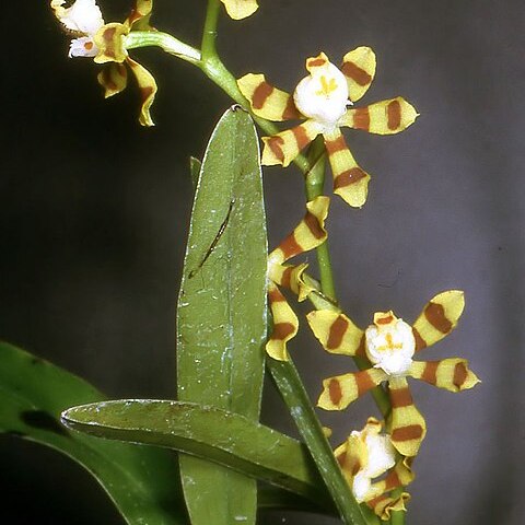 Oncidium tigroides unspecified picture