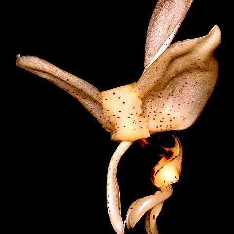 Stanhopea nigripes unspecified picture