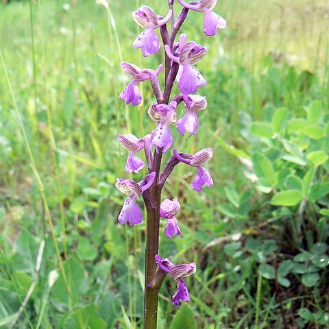 Anacamptis morio subsp. picta unspecified picture