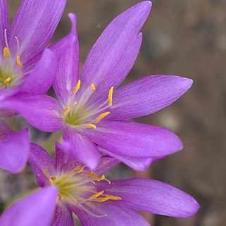 Colchicum boissieri unspecified picture