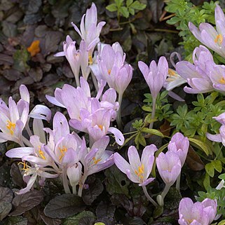 Colchicum davisii unspecified picture