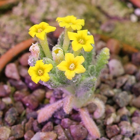 Dionysia teucrioides unspecified picture