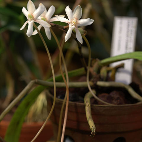 Aerangis verdickii unspecified picture