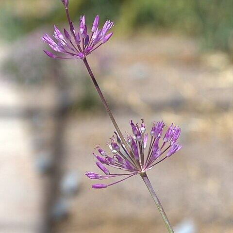 Allium regelii unspecified picture