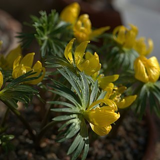 Eranthis cilicica unspecified picture