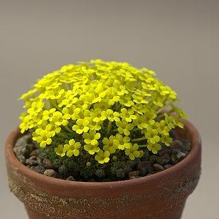 Dionysia lamingtonii unspecified picture