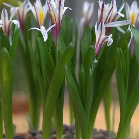 Colchicum kesselringii unspecified picture