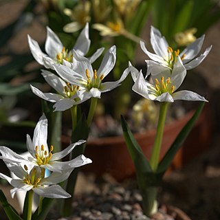 Colchicum szovitsii unspecified picture