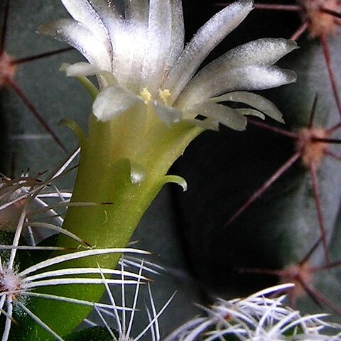 Mammillaria vetula subsp. gracilis unspecified picture