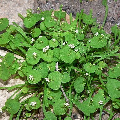 Claytonia parviflora unspecified picture