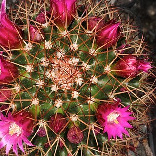 Mammillaria backebergiana unspecified picture