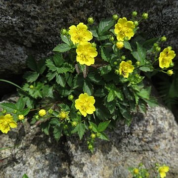 Potentilla ancistrifolia unspecified picture