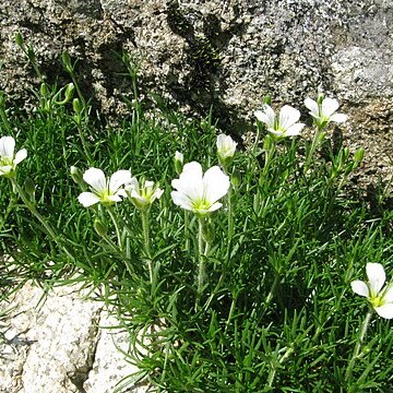 Minuartia arctica unspecified picture