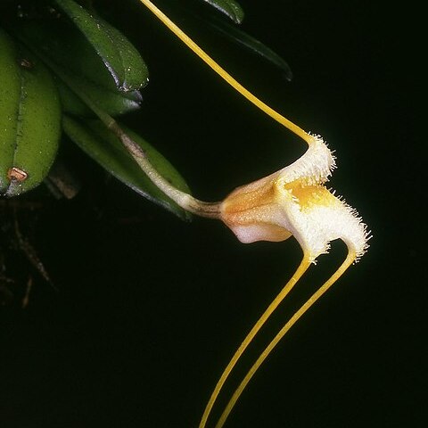 Masdevallia strobelii unspecified picture