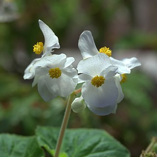 Begonia quadrialata unspecified picture