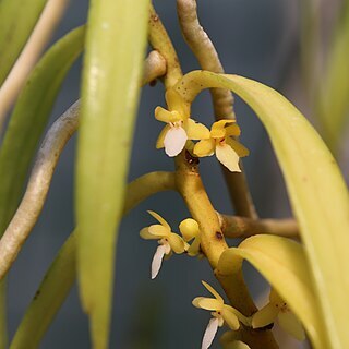 Trichoglottis bipunctata unspecified picture