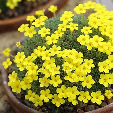 Dionysia sarvestanica unspecified picture