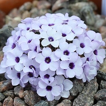 Dionysia afghanica unspecified picture