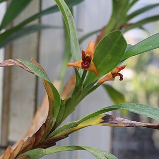 Maxillaria elatior unspecified picture