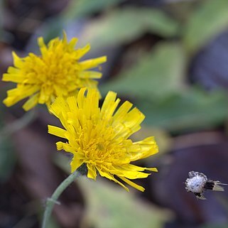 Hieracium grovesii unspecified picture