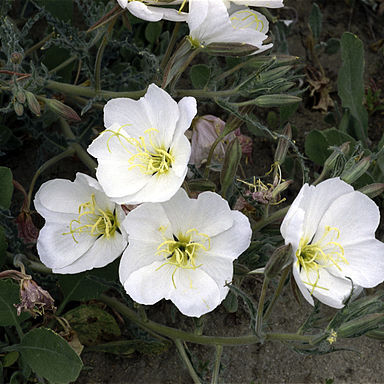 Oenothera deltoides subsp. howellii unspecified picture