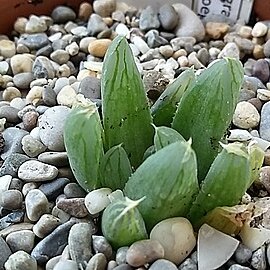 Haworthia cooperi var. gracilis unspecified picture