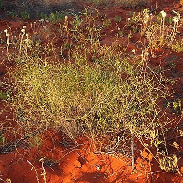 Corynotheca unspecified picture