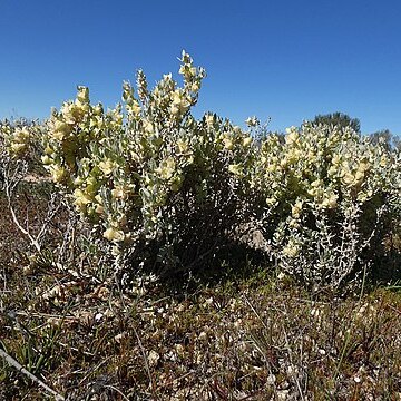 Atriplex lindleyi subsp. inflata unspecified picture