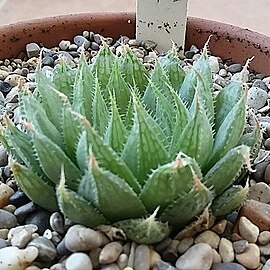 Haworthia cooperi var. isabellae unspecified picture