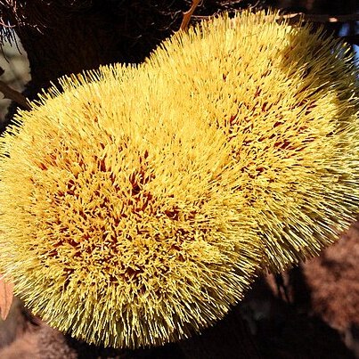 Banksia laevigata unspecified picture