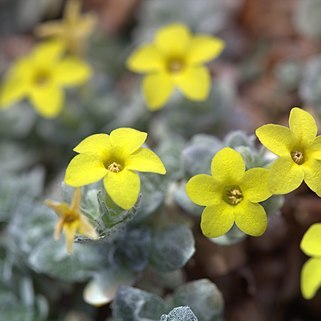 Dionysia lurorum unspecified picture