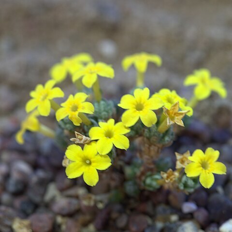 Dionysia denticulata unspecified picture