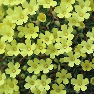 Dionysia zetterlundii unspecified picture