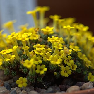 Dionysia haussknechtii unspecified picture