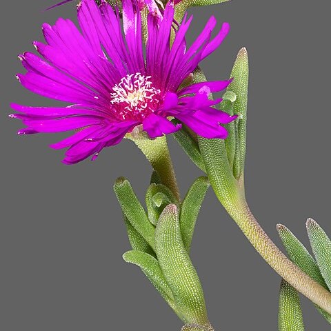 Delosperma cooperi unspecified picture