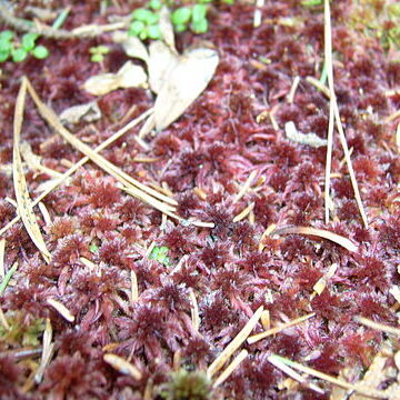 Sphagnum capillifolium unspecified picture