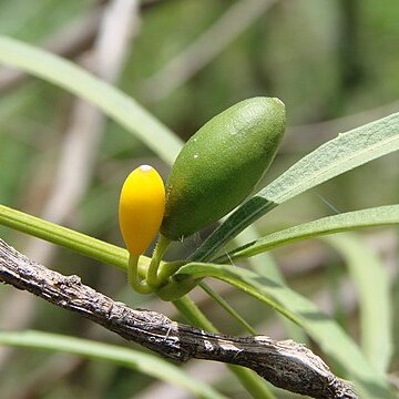 Cayaponia espelina unspecified picture